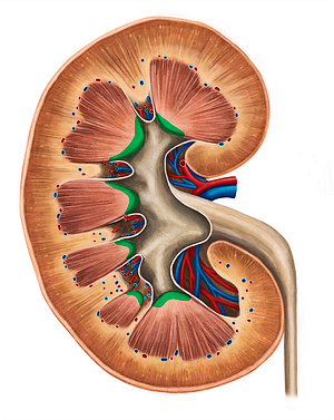 Renal papilla (#7633)