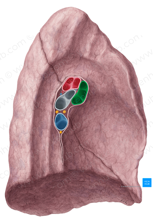 Left superior pulmonary vein (#10514)