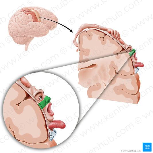 Motor cortex of nose (#11081)