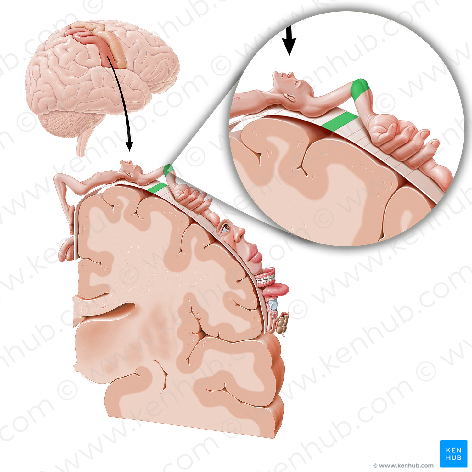 Sensory cortex of elbow (#11039)