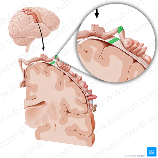 Sensory cortex of elbow (#11039)