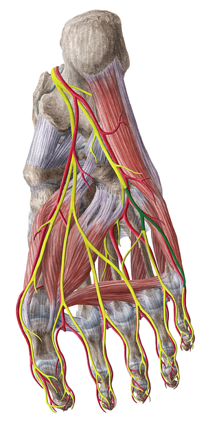 Superficial branch of lateral plantar nerve (#8805)