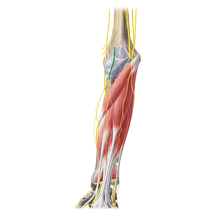 Lateral antebrachial cutaneous nerve (#6360)