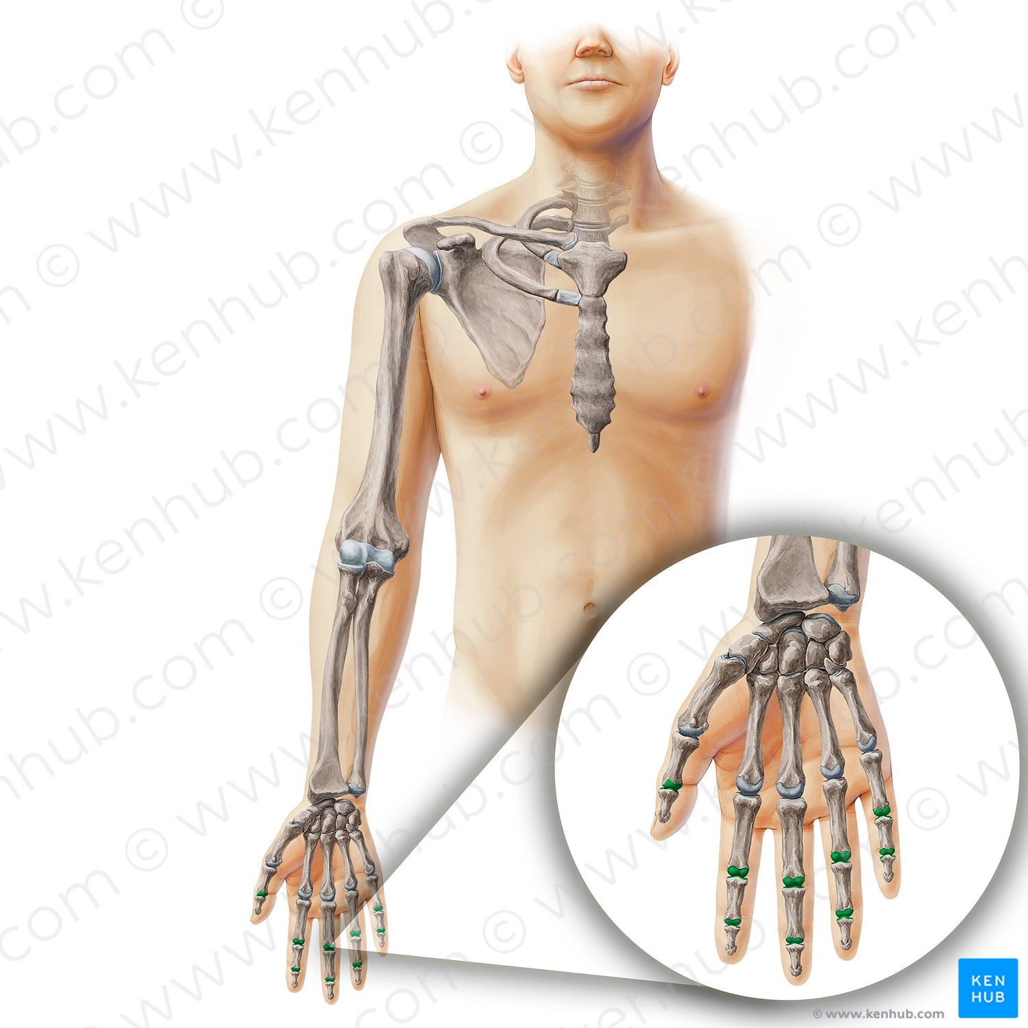 Interphalangeal joints of hand (#19903)