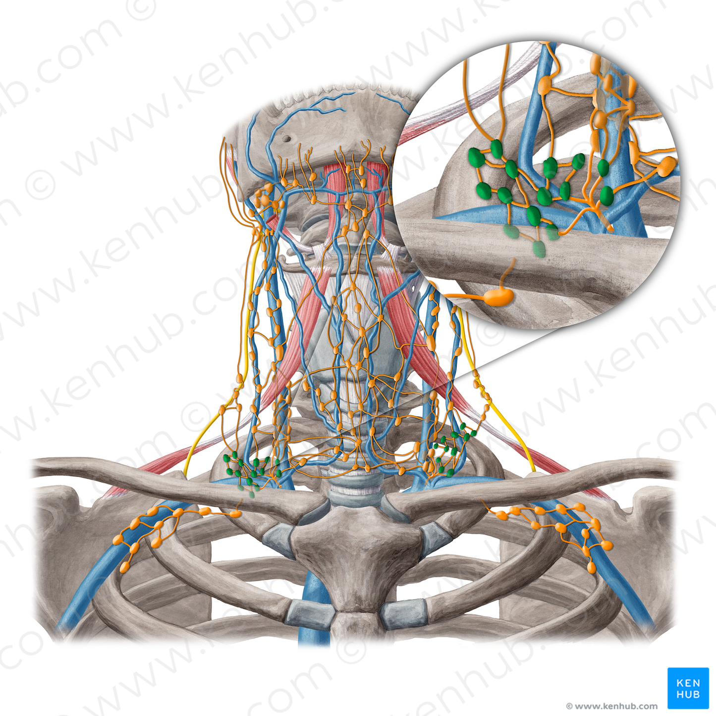 Supraclavicular lymph nodes (#6948)