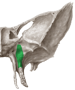 Maxillary surface of greater wing of sphenoid bone (#3518)