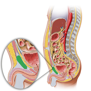 Pubic symphysis (#9394)