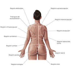 Regions of the back and buttocks (Spanish)