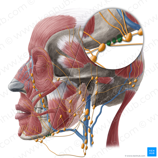 Lingual lymph nodes (#20244)