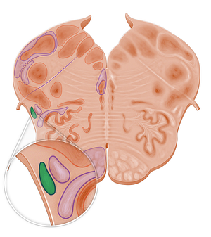 Spinocerebellar tract (#10967)