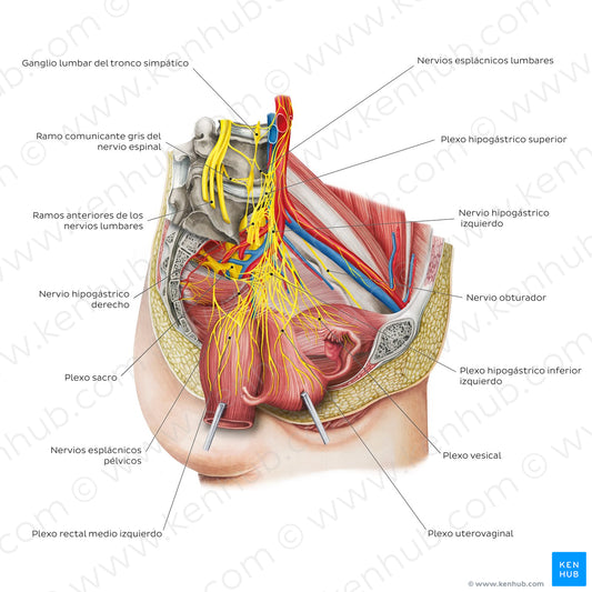 Nerves of the female pelvis (Spanish)