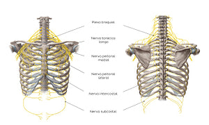 Nerves of the thoracic wall (Portuguese)