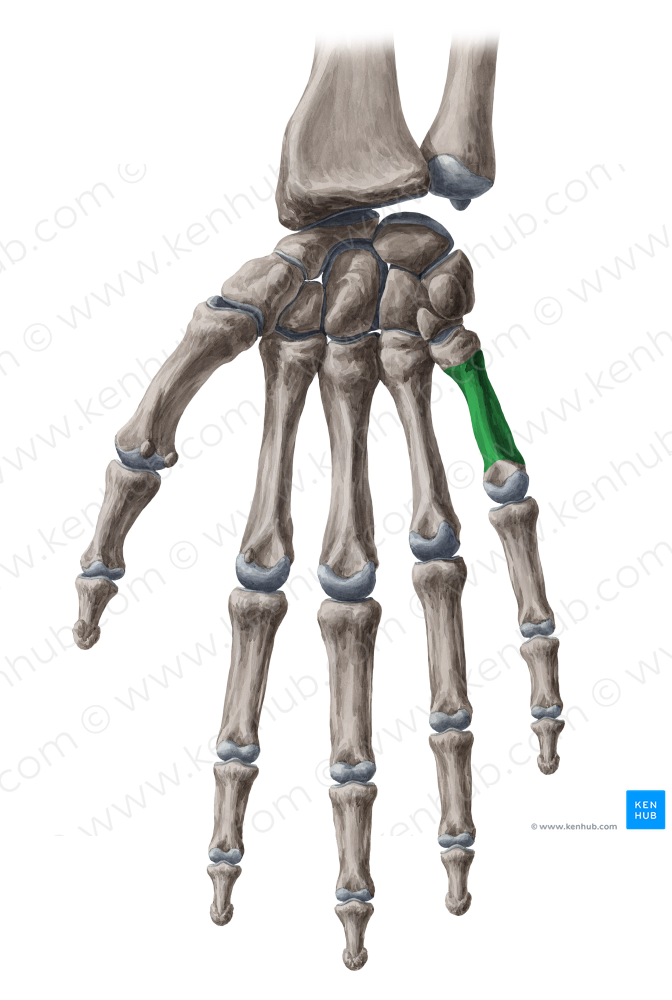 Body of 5th metacarpal bone (#2980)