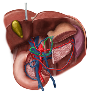 Gastric arteries (#1135)