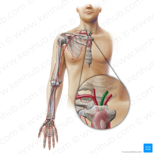 Left common carotid artery (#19334)