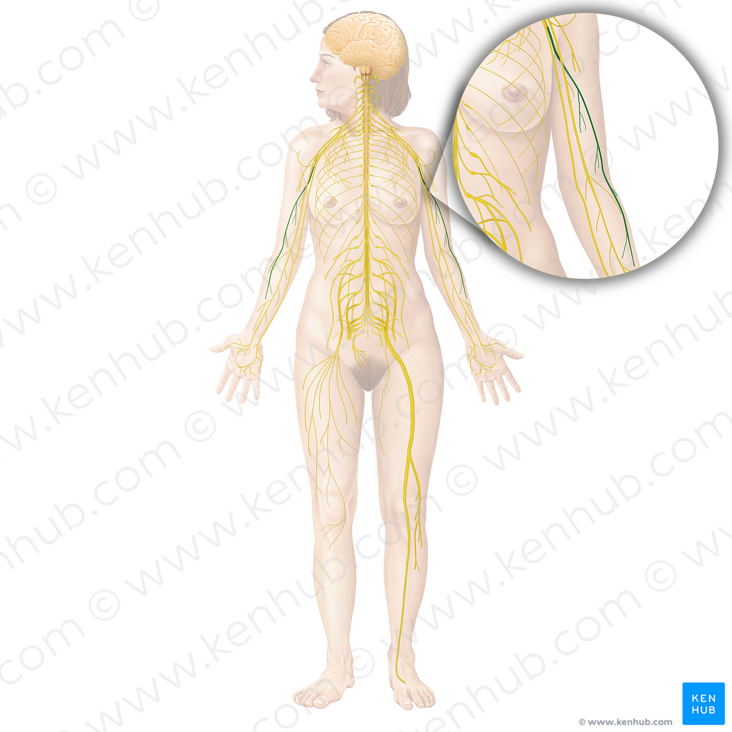 Radial nerve (#6710)