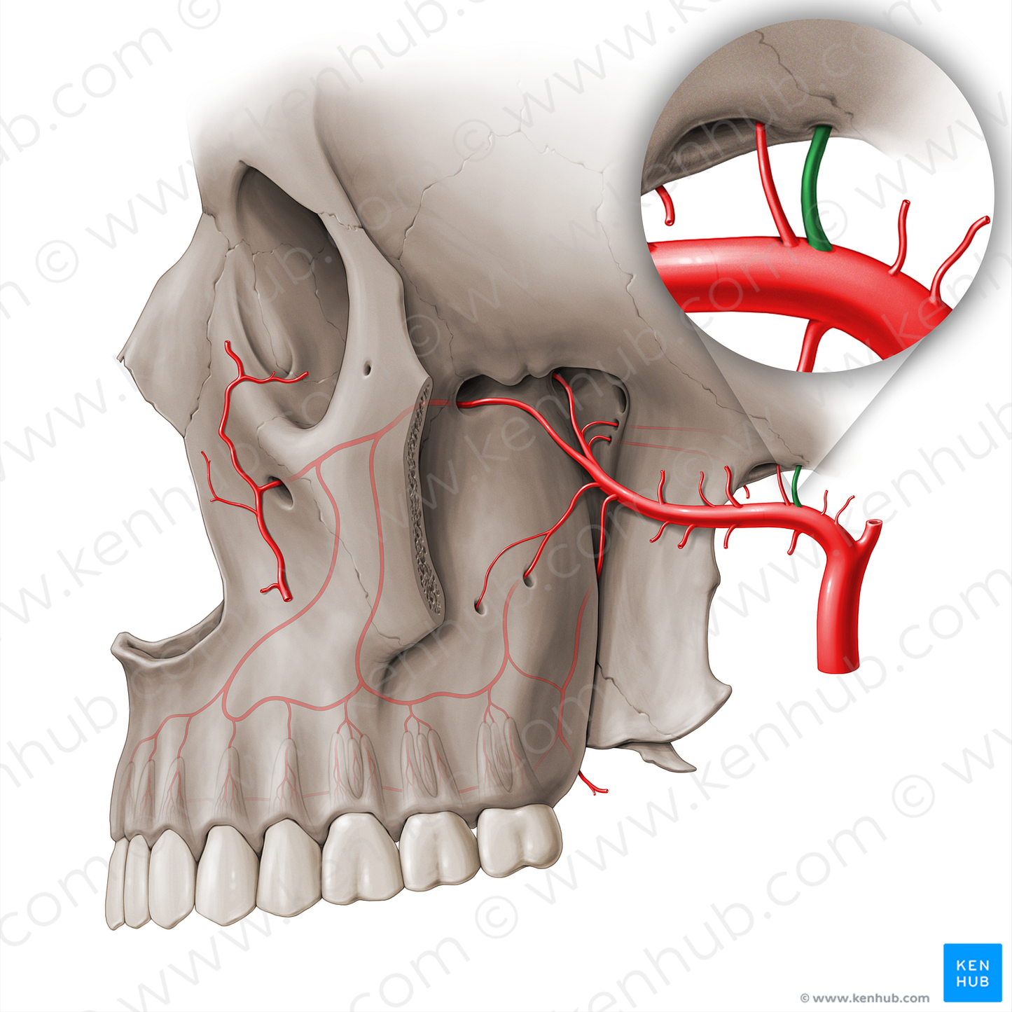 Middle meningeal artery (#18465)