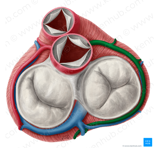 Right coronary artery (#1087)