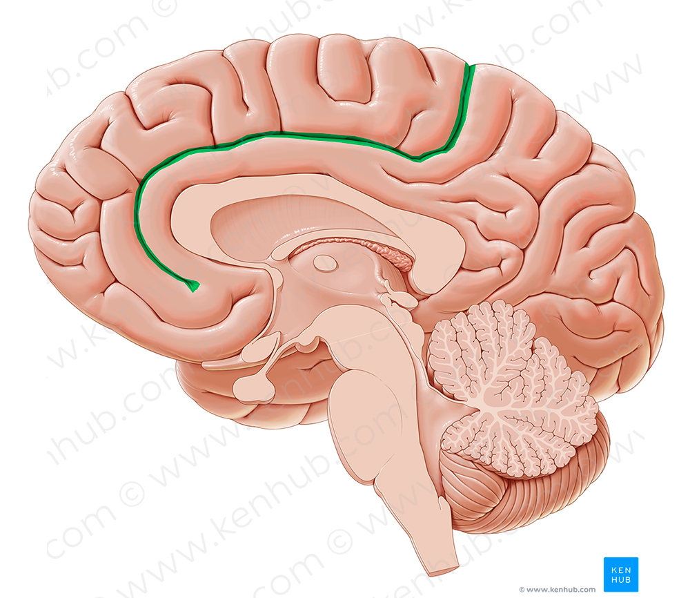 Cingulate sulcus (#9247)