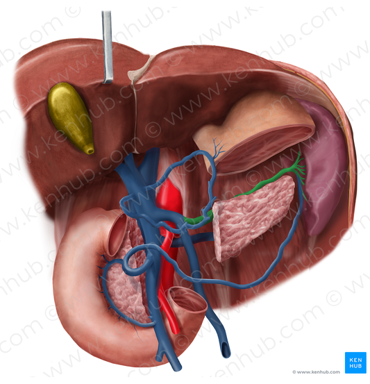 Splenic vein (#10585)