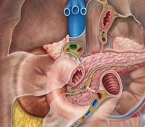 Hepatic portal vein (#10481)