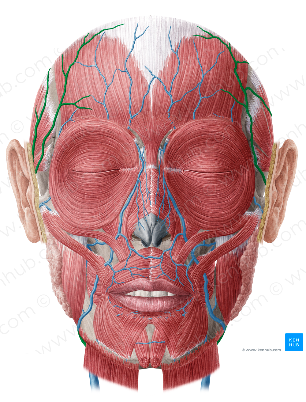 Superficial temporal vein (#10629)