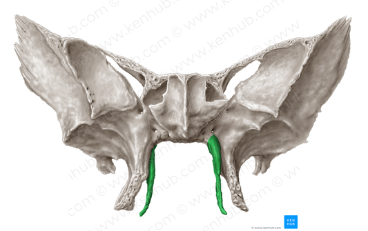 Medial plate of pterygoid process of sphenoid bone (#4397)