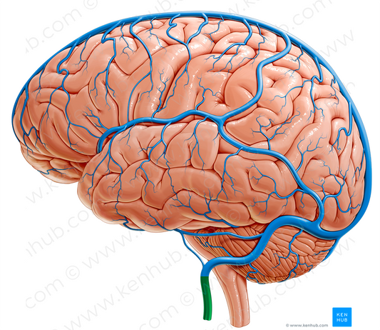 Left internal jugular vein (#10367)