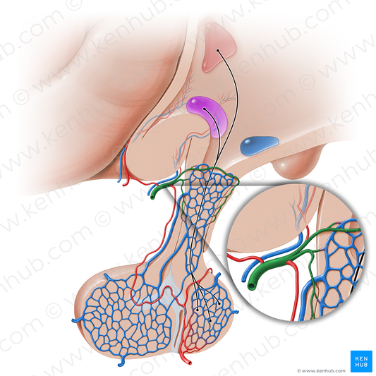 Superior hypophyseal artery (#16236)