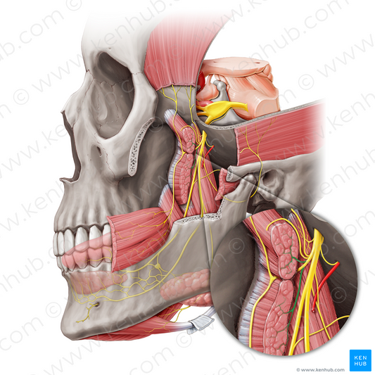 Nerve to lateral pterygoid muscle (#20459)