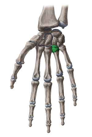 Base of 4th metacarpal bone (#2163)