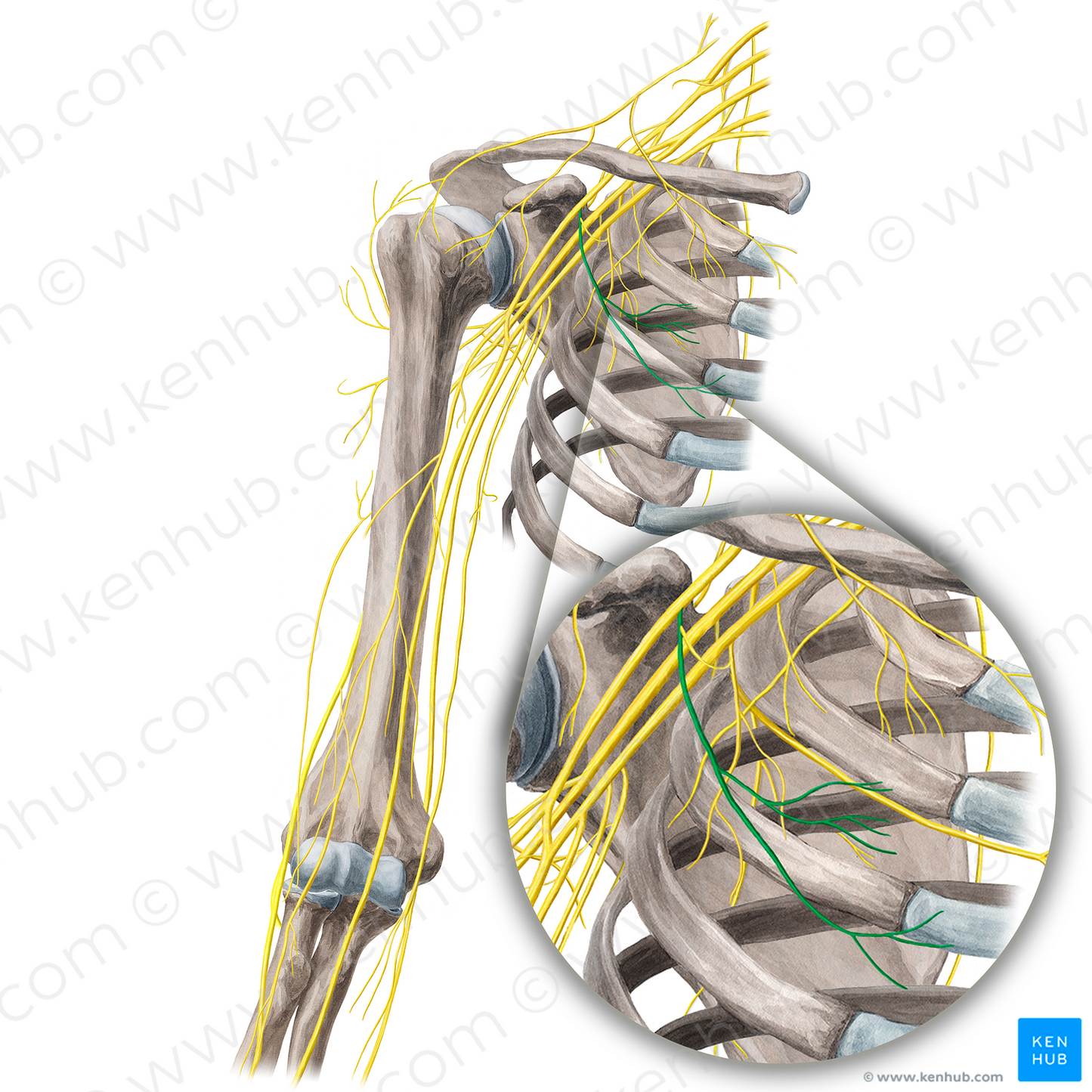 Lateral pectoral nerve (#21665)