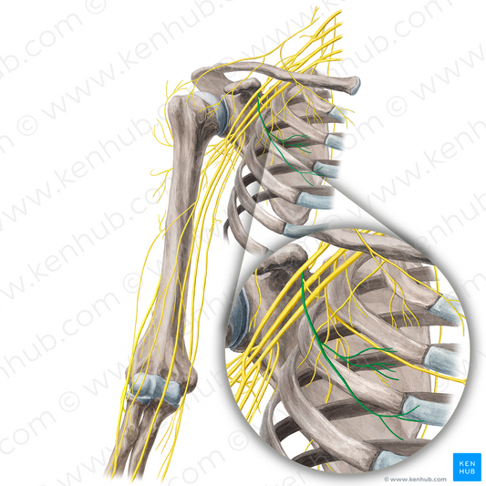 Lateral pectoral nerve (#21665)