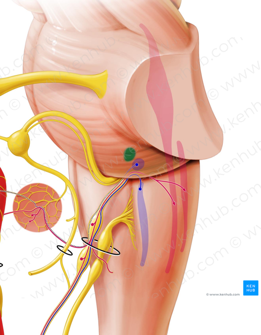 Superior salivatory nucleus (#7257)