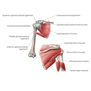 Shoulder joint - Anterior/posterior (English)