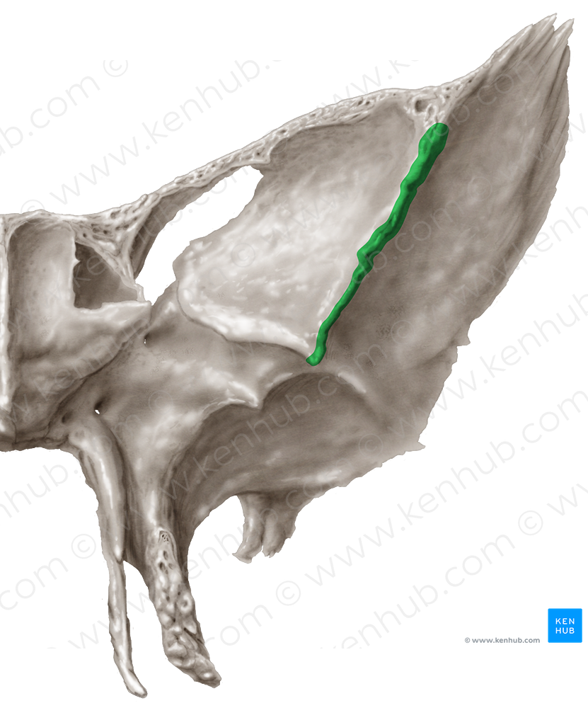 Zygomatic margin of greater wing of sphenoid bone (#4964)
