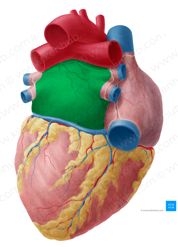 Left atrium of heart (#2113)