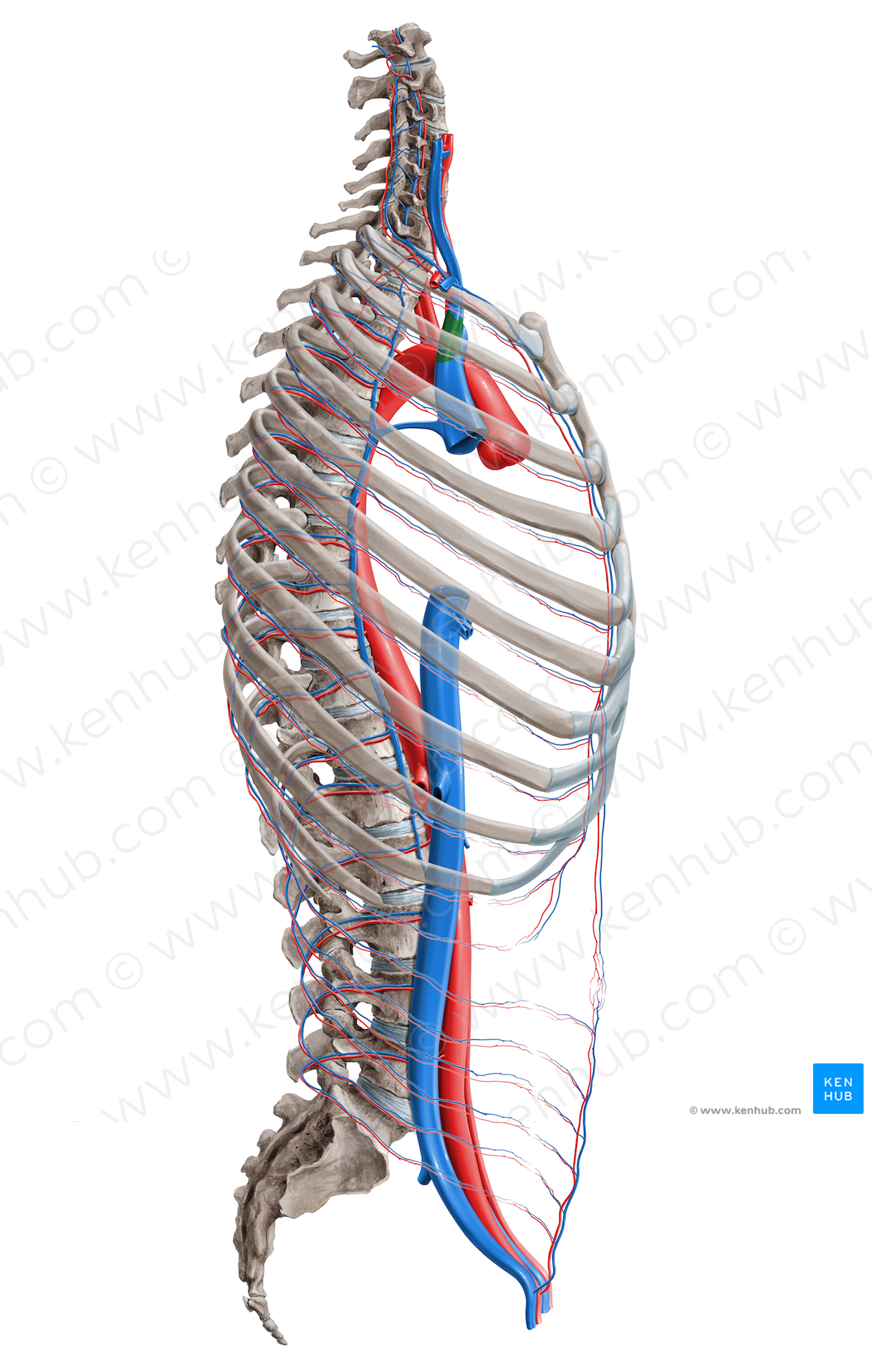 Right brachiocephalic vein (#16380)