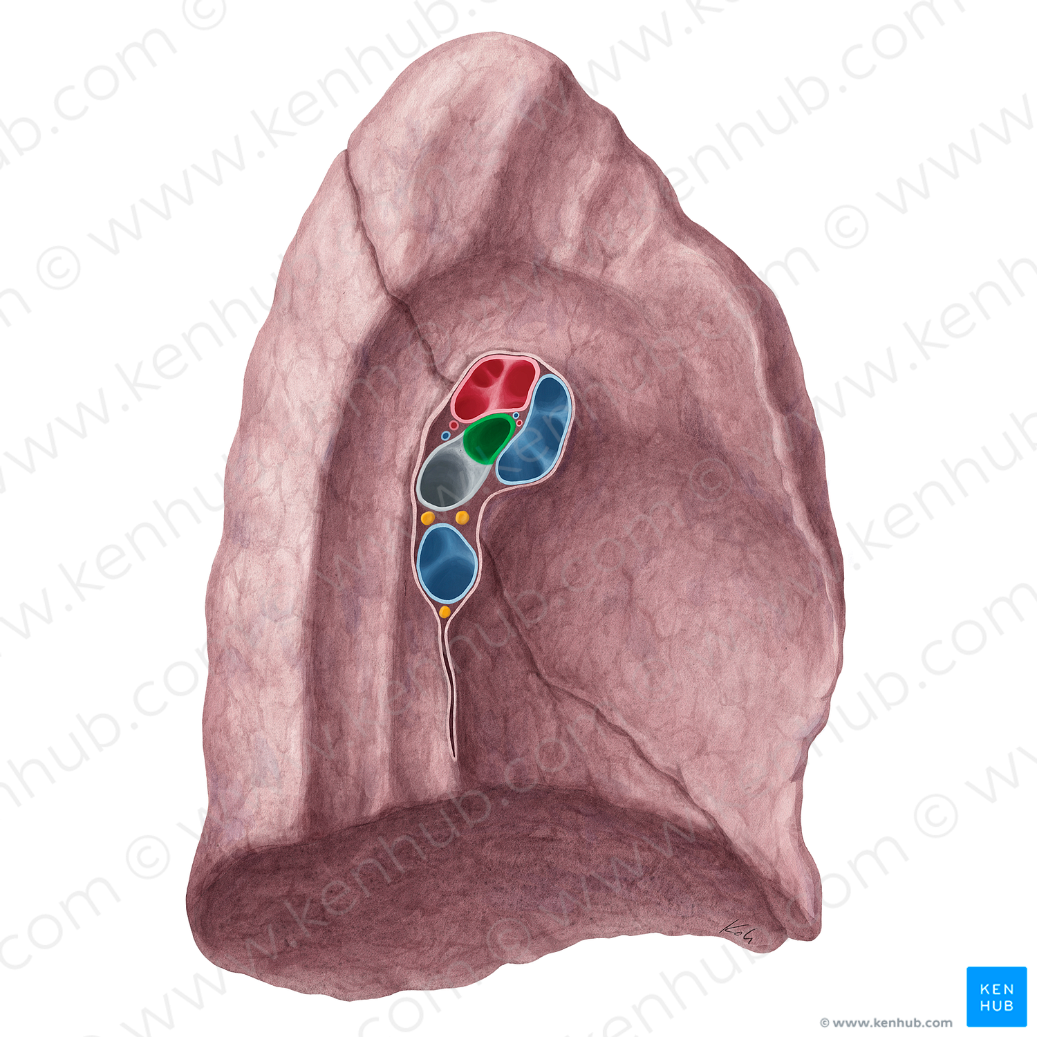 Left superior lobar bronchus (#21336)