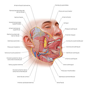 Salivary glands (Spanish)