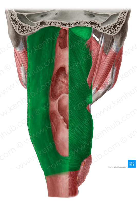 Pharyngeal wall (#18160)