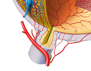 Central retinal artery (#998)