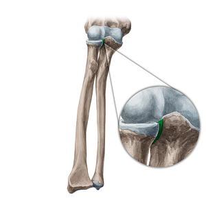 Radial notch of ulna (#21350)