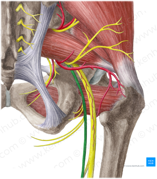 Posterior femoral cutaneous nerve (#6383)