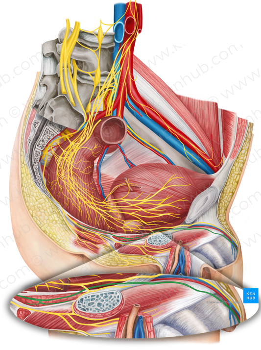 Dorsal nerve of penis (#6387)
