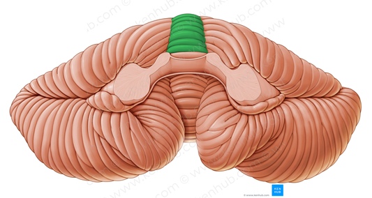 Central lobule of vermis (#4756)