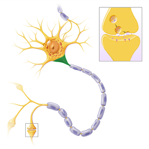 Axon hillock (#13587)