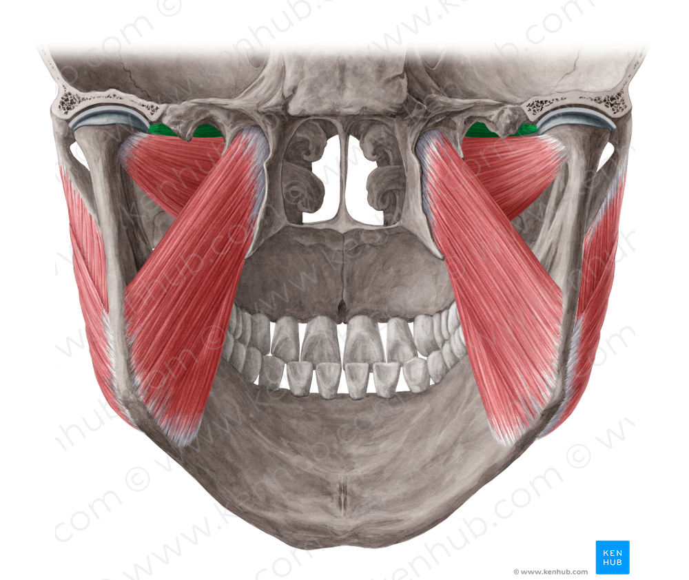Superior head of lateral pterygoid muscle (#7802)