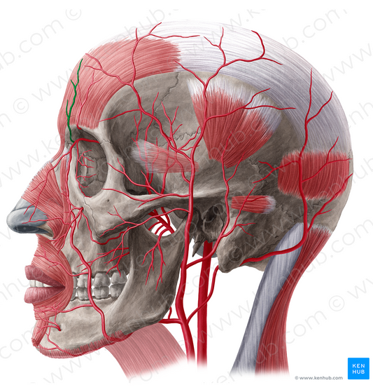 Supratrochlear artery (#1879)