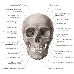 Anterior view of the skull (Latin)